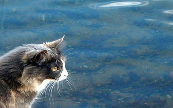 There must be some kind of way out of here, sea, way, cat HD wallpaper