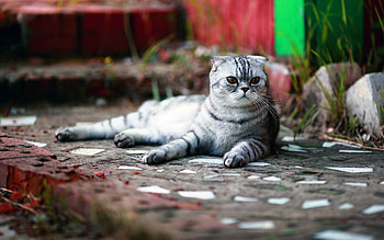 Animals, Cat, To Lie Down, Lie, Striped, Waiting, Expectation HD wallpaper