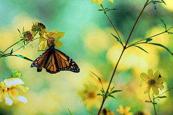 Plants, Flowers, Macro, Butterfly HD wallpaper