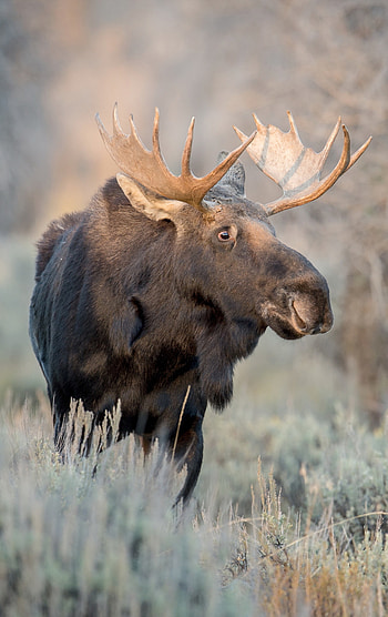 Elk (Animals), Dynamic wilderness, Great migrations, Powerful presence HD phone wallpaper