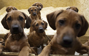 Animals, Dogs, Taxi, Muzzle, Ears HD wallpaper