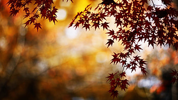 Maple Leaves, nature, leaves HD wallpaper