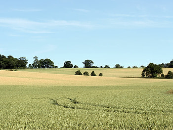 Tracks Through The Field, tracks, sky, wheat, field HD wallpaper