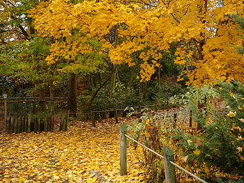 Autumn Pathway, autumn, colors, leaves, path HD wallpaper