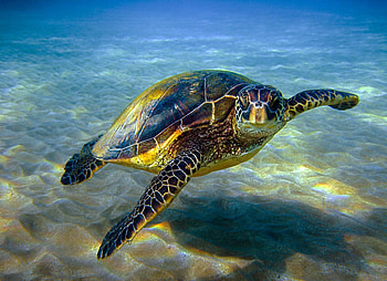 Latest , Other sites, WDS 12345, Sea turtle HD wallpaper