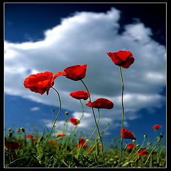 poppy, summer, white, field, cloud HD wallpaper