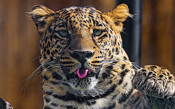 Animals, Leopard, Muzzle, Predator, Language, Tongue, Paw HD wallpaper