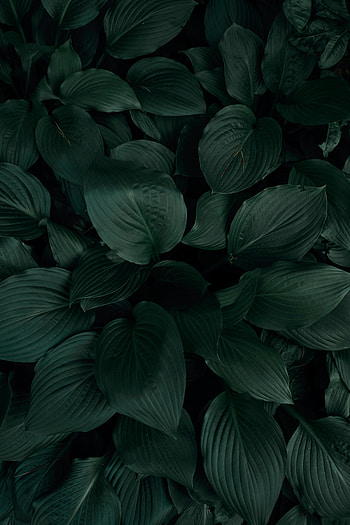 Leaves, Plant, Macro, Tropics HD phone wallpaper