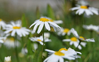 Flowers, Sun, Summer, Camomile, Macro HD wallpaper