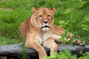 Lion, lion, animals HD wallpaper