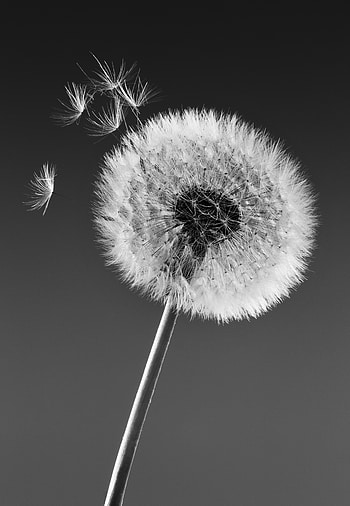 Nature, Macro, Bw, Chb, Dandelion, Fluff, Fuzz HD phone wallpaper