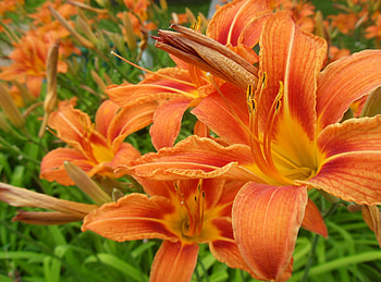 Flowers, Lilies, Close-Up, Stamens HD wallpaper
