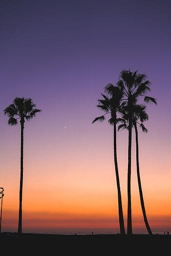 Nature, Twilight, Beach, Palms, Dusk, Evening, Tropics HD phone wallpaper