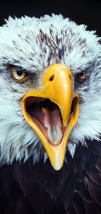 Stunning eagle visuals, Mesmerizing beauty, Gorgeous nature HD phone wallpaper