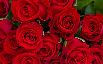 * Red roses *, red roses, bouquet, roses, lovely HD wallpaper