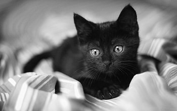 Best kitten, Mac HD wallpaper