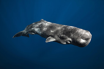 Sperm Whale, animal, fish, Sperm, Whale HD wallpaper