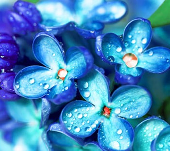 Blue Flowers, blue, sweet, drops, beautiful, beauty, pretty, nature, flowers, water HD wallpaper