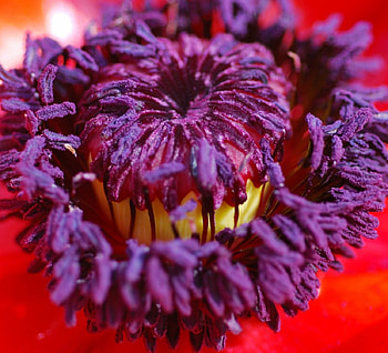 adi, nature, flowers HD wallpaper