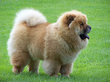 Chow chow on grass, dog, puppy, chow chow, grass, breed HD wallpaper
