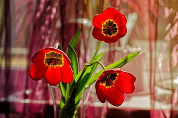 Red Tulips, Tro, Tulips, Bokeh, Vase HD wallpaper