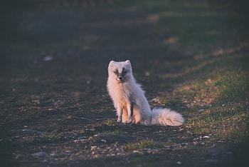 Animals, Is Sitting, Sits, Arctic Fox HD wallpaper