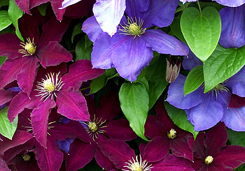 Flowers, Bright, Close-Up, Colorful, Clematis HD wallpaper