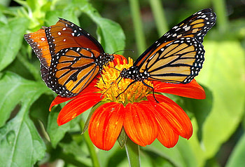 Miracles of flight, green leaves, monarchs, flower, red, pair, ornage and black, beauty HD wallpaper
