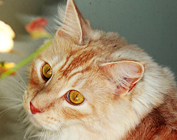Cat, cats, brown, animals, kittens HD wallpaper