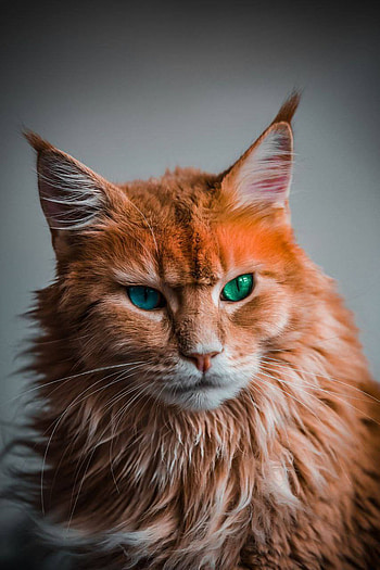 Cat's lovel, terrestrial animal, whiskers HD phone wallpaper