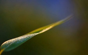 Grass, Macro, Blur, Smooth, Sheet, Leaf HD wallpaper