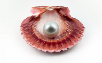 Clam, fish, amazing, animals HD wallpaper