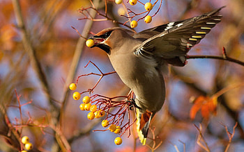 Animals, Berries, Bird, Branch, Waxwing HD wallpaper