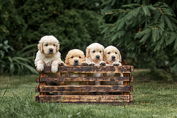 ღ, Dogs, Golden Retrieve, Puppies, Box HD wallpaper
