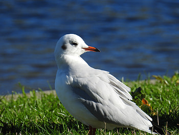 Animals, Sea, Bird, Beak HD wallpaper