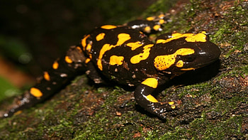 Salamander for nature lovers, Breathtaking animal backgrounds, Nature's captivating creatures, Wildlife art HD wallpaper