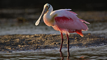 Animals, Grass, Heron, Bird, Beak, Color HD wallpaper