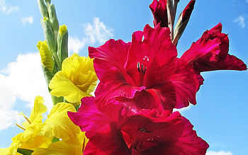 Colorful Gladiolus, yellow, red, clouds, sky, nature, flowers HD wallpaper