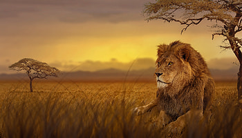Lion Forest , lion, animals, forest HD wallpaper
