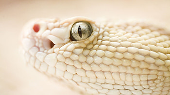 Snake , Clear and vivid, Detailed reptilian scales, Close-up portrait HD wallpaper