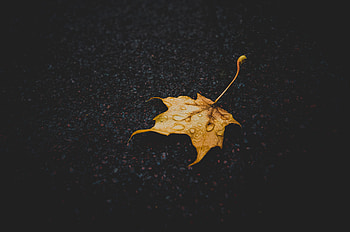 Drops, Dark, Sheet, Leaf, Dry, Maple, Fallen HD wallpaper
