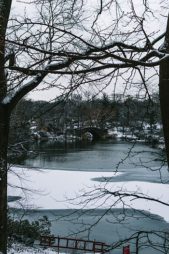 Cities, Rivers, Trees, Snow, Park, Branches, Bridge HD phone wallpaper