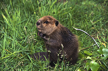 Beaver , Top backgrounds, Nature , Animal HD wallpaper