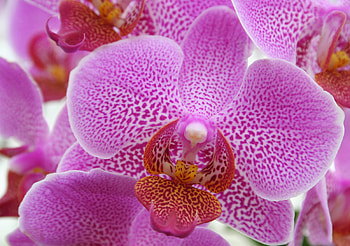 Pink, Flower, Macro, Orchid HD wallpaper