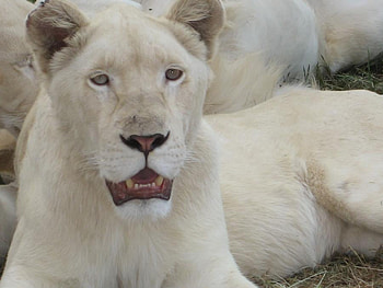 The Beauti Lion, animal, white, cats, cat, lion HD wallpaper