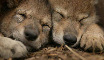 Mexican grey wolves(cubs), to, side, by, face HD wallpaper