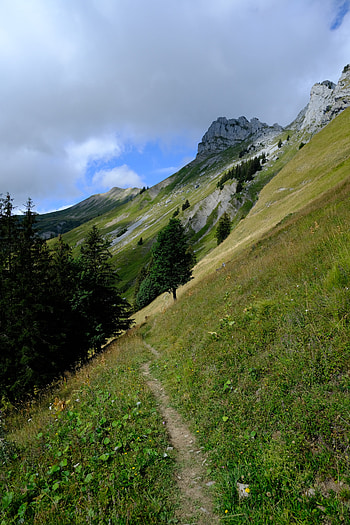 Landscape, Nature, Trees, Mountain, Path, Slope HD phone wallpaper