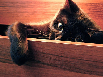Cat, kitten, sweet, kitty, cats, cute, beautiful, paws, sleeping, beauty, cat face, pretty, animals, face, lovely, hat HD wallpaper