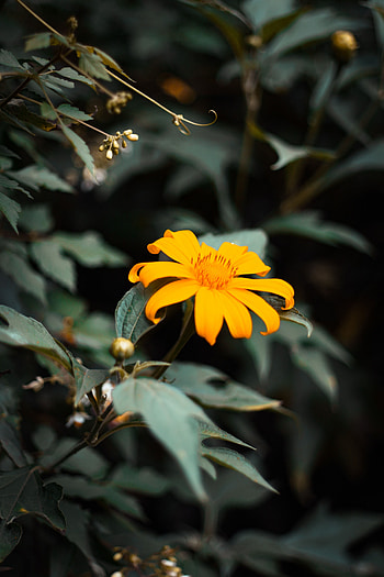 Flowers, Flower, Close-Up, Bloom, Flowering, Big Plan HD phone wallpaper