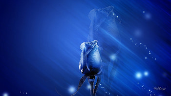 Reflection of Blue Rose, blue, summer, rose, reflection, glow, shine, sparkle, flowers HD wallpaper